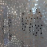 CAB. 03.12.16        Anoma Wijewardene